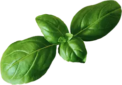 Fresco's Cocina Mexicana